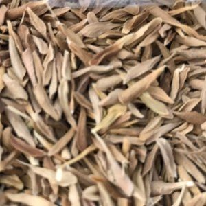 LOROCO SEEDS/SEMILLAS DE LOROCO